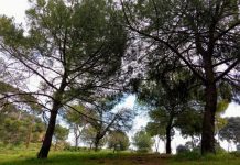 Compartir la natura en família: Troba el teu arbre
